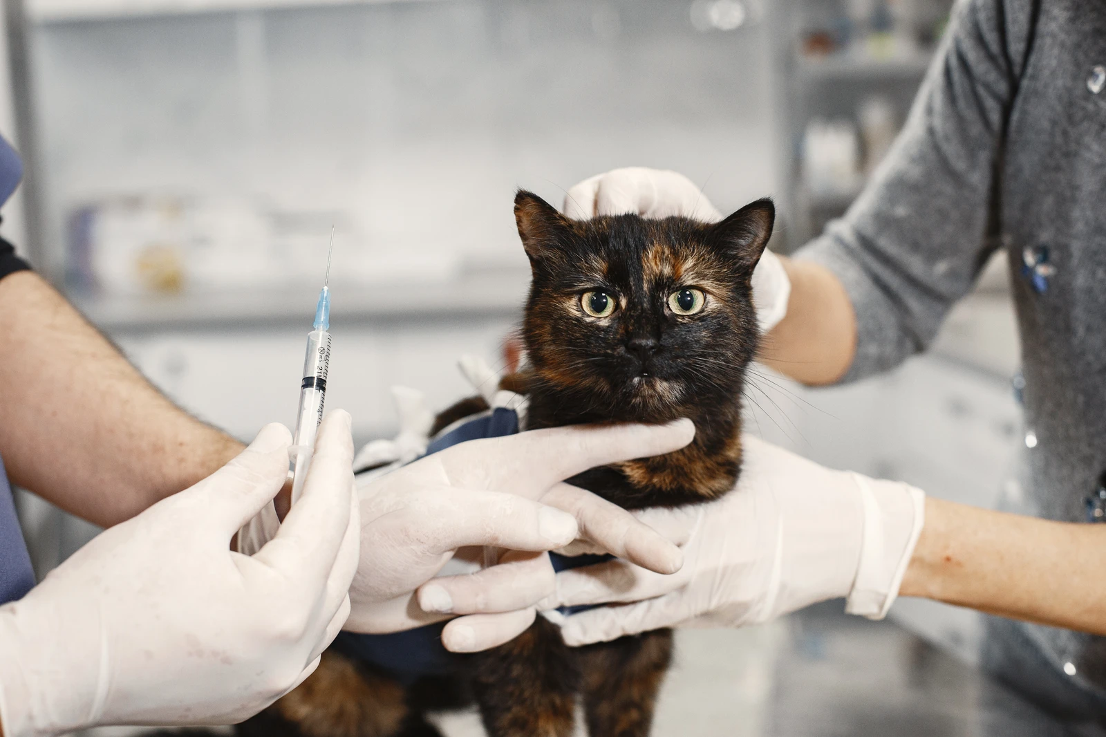 FIP（猫伝染性腹膜炎）｜「ストレスがウイルスを直接変異させる」という誤解