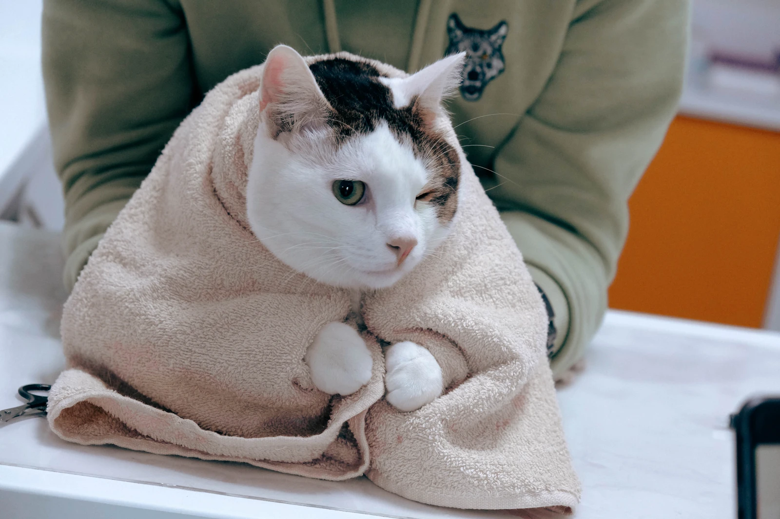 FIP（猫伝染性腹膜炎）の慢性化と再発｜A/G比・NLRと免疫の変化