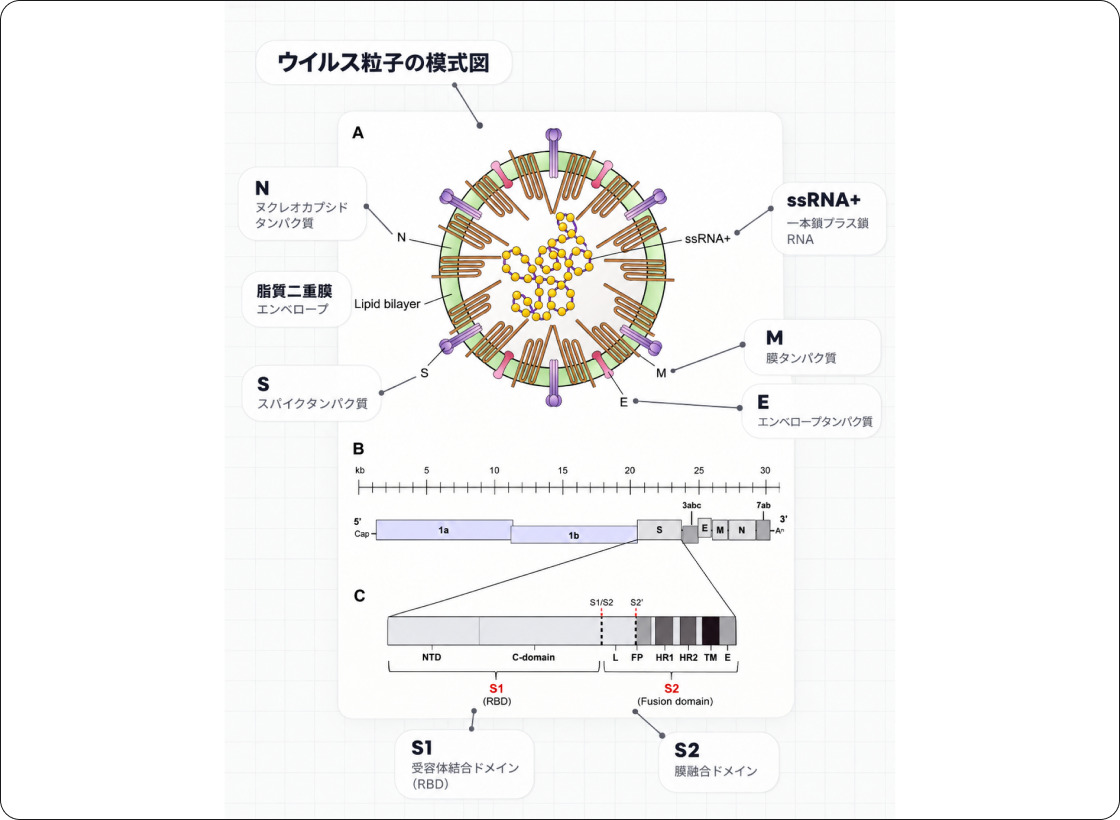 FIPの解説図