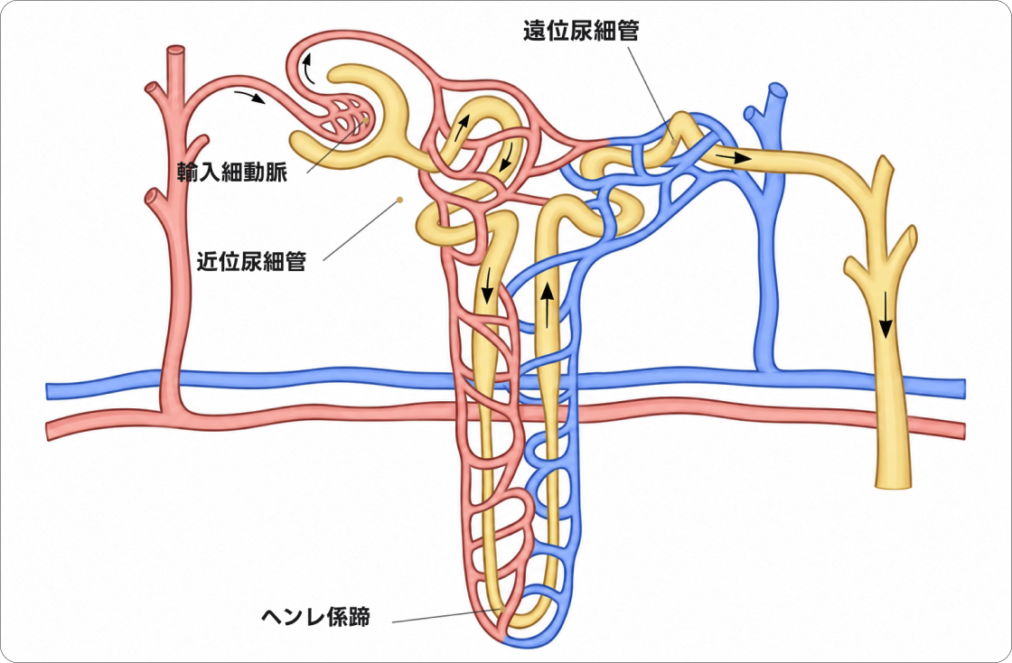腎機能の解説図