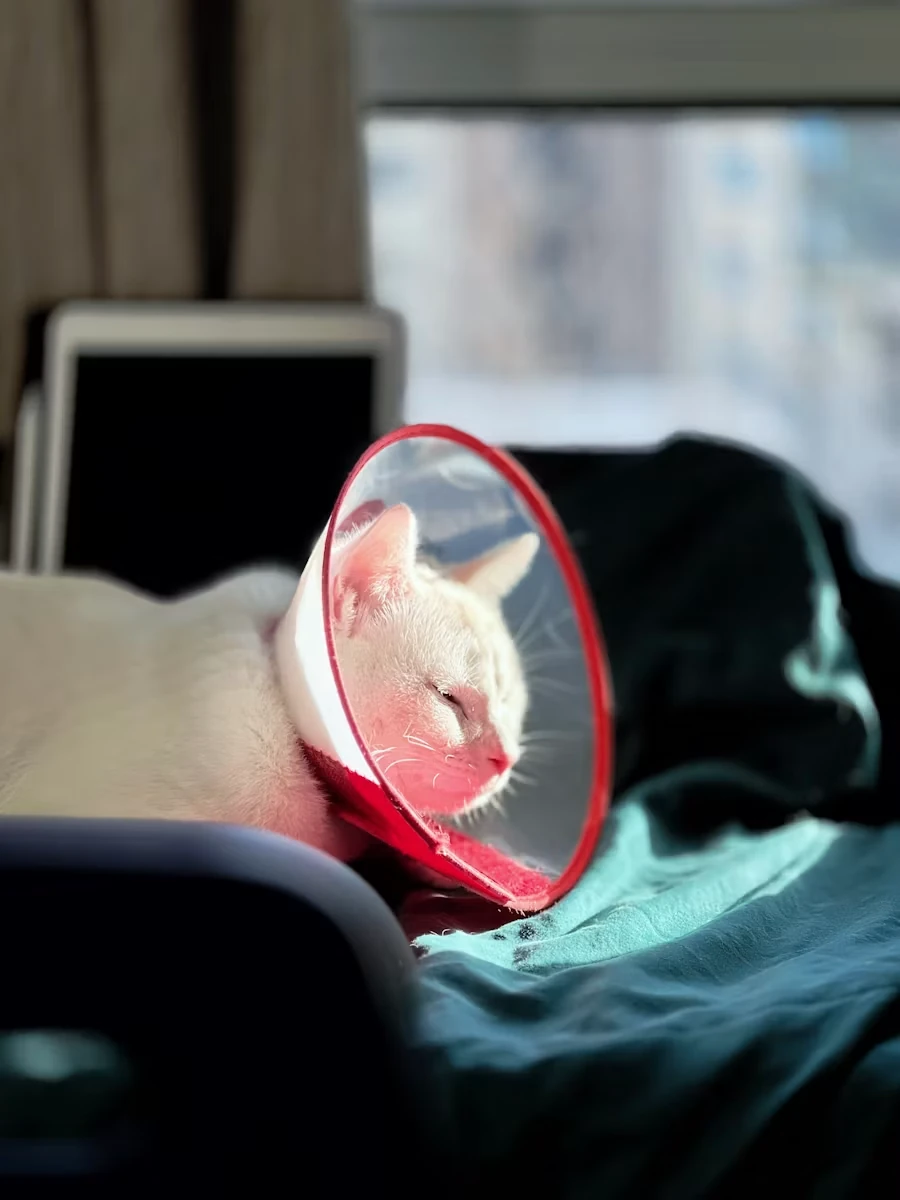 術後ケア中の猫