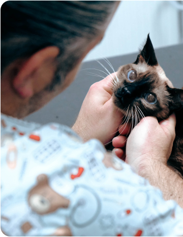 猫伝染性腹膜炎(FIP)の本質