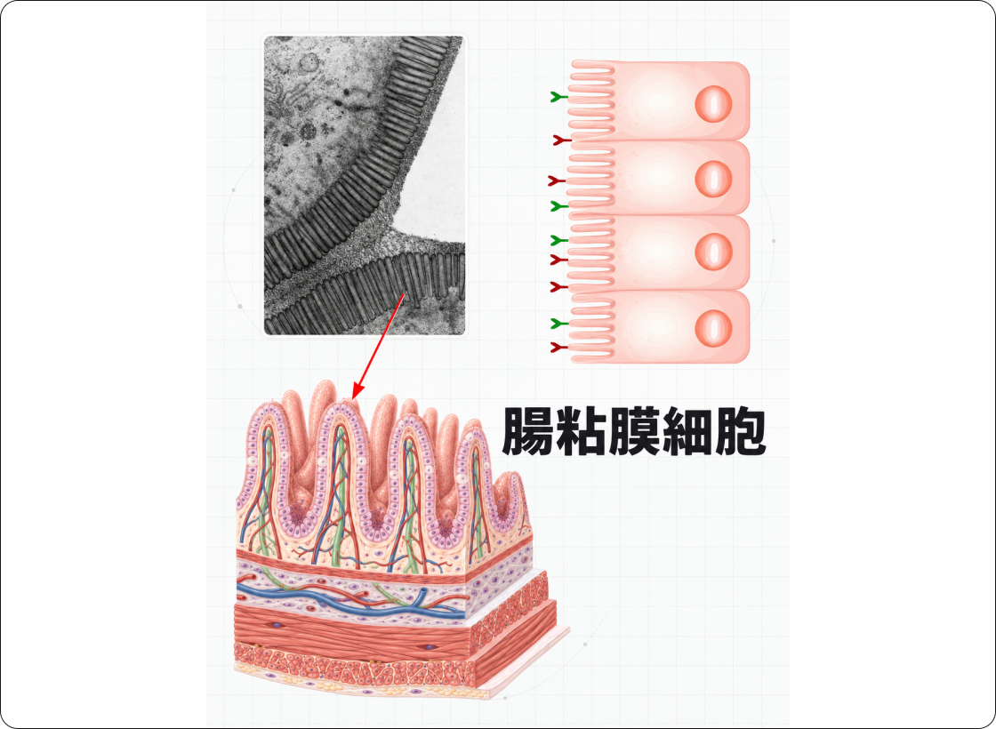 FIPの解説図